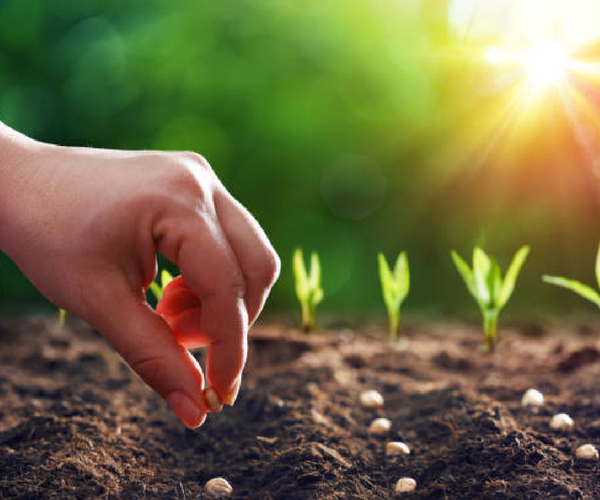 plant seeds – Amman Hardware stores