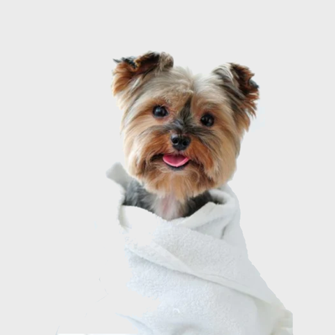 العناية بالحيوانات