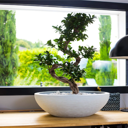 قوار نباتات إيدا 14.9 لتر 40 * 40 * 16.5 سم