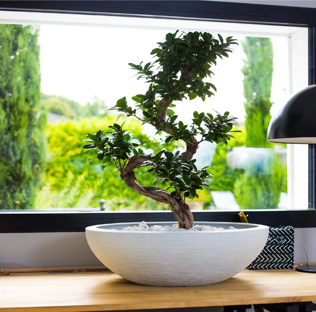 قوار نباتات إيدا 14.9 لتر 40 * 40 * 16.5 سم