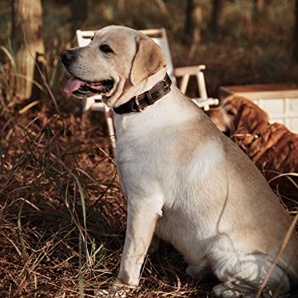 طوق كلب 47 سم