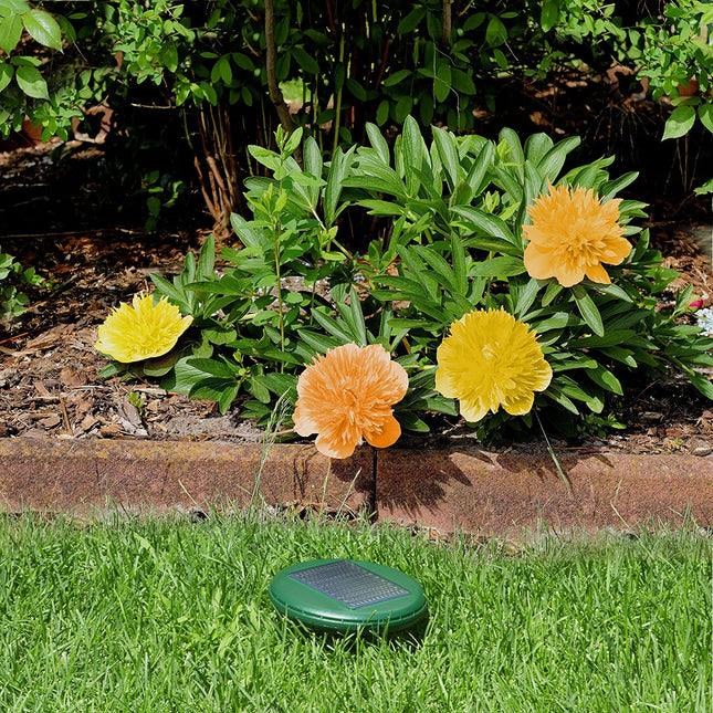 مصيدة حشرات طاقة شمسية